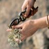 Harvesting Bag & Pruner - Image 9